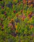 USA-Utah-east of Logan on highway 89 and Aspen Grove and Canyon Maple in autumn colors Art Print